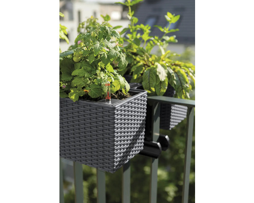 Balkonglåda med växter, fastsatt på ett räcke.