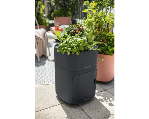 Högbädd med örter och tomatplantor på en terrass