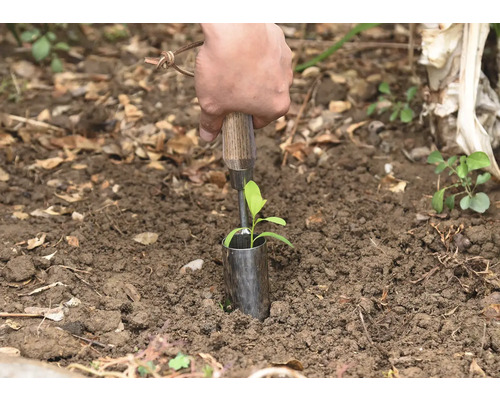 En person planterar en liten planta med ett planteringsverktyg i marken.