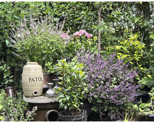 Trädgård med örter, blommor och en vattentunna