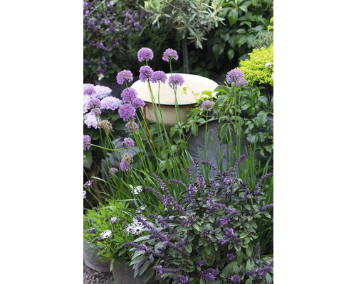 Trädgårdsarrangemang med prydnadslök, örter och prydnadsväxter i planteringskärl