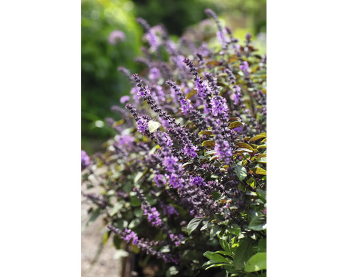 Blommande basilika buske i trädgården