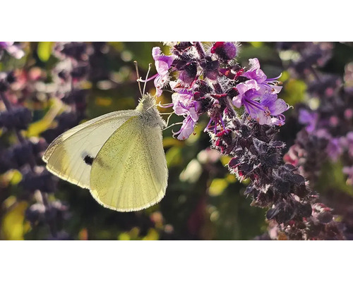 En kålfjäril sitter på en lila blommande växt.