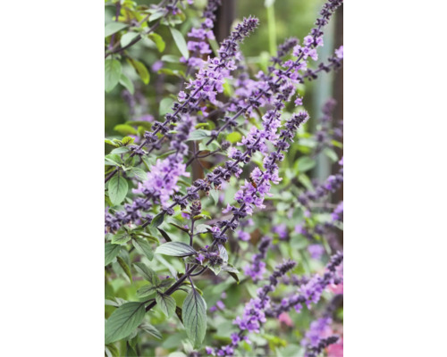 Närbild av blommande thailändsk basilika