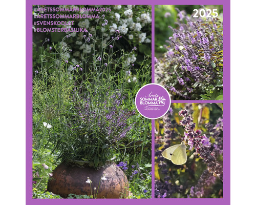 Collage av årets sommarblomma 2025, blomsterbasilika i kruka i trädgården.