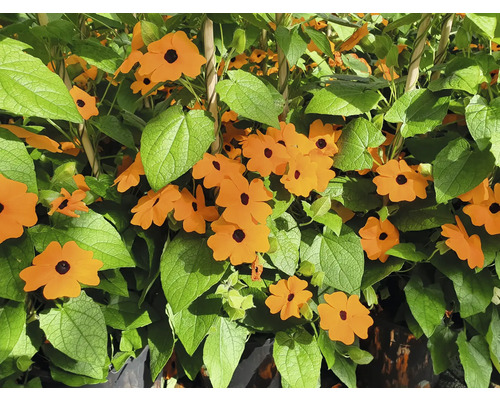 Svartöga Suzanne-växt med orange blommor och gröna blad