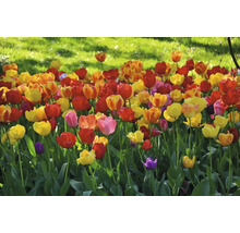 Blomsterbädd med tulpaner i olika färger