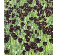 Fält med svarta tulpanblommor