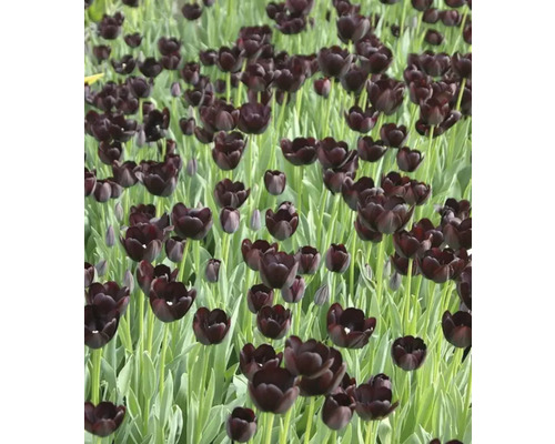 Fält med svarta tulpanblommor