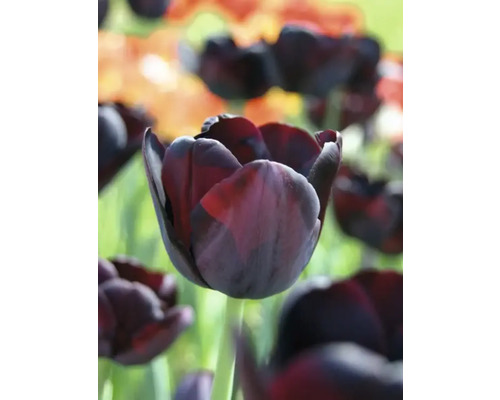 Närbild av en mörk tulpan i trädgården.