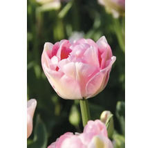 Närbild av en fylld tulpanblomma i trädgården