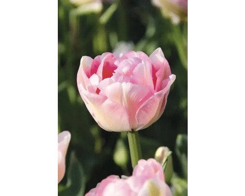 Närbild av en fylld tulpanblomma i trädgården