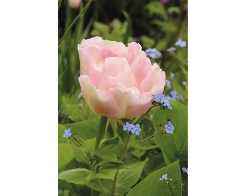 Närbild av en enda, ljusrosa tulpan i trädgården.