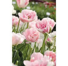 Närbild av rosa fyllda tulpaner i trädgården.