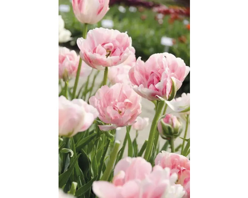 Närbild av rosa fyllda tulpaner i trädgården.