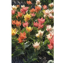 Fält med mångfärgade tulpaner i gult, orange, vitt och rosa.