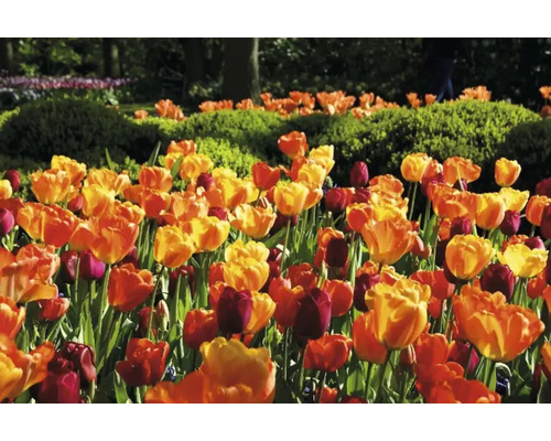 Fält med tulpaner i trädgården