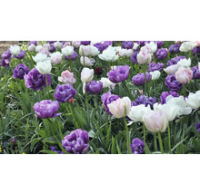 Fält med violetta, rosa och vita tulpaner