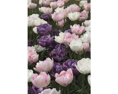 Närbild av rosa, lila och vita tulpaner i en trädgård.