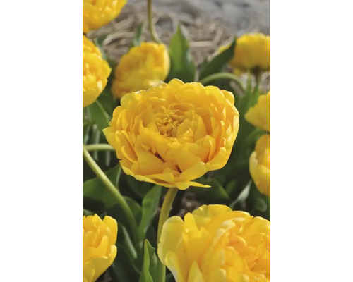 Gul tulpanblomma i trädgården