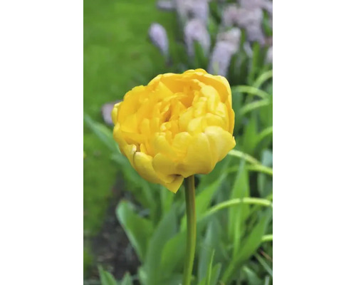 Gul tulpan i trädgården