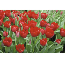 Närbild av röda tulpaner med gröna blad