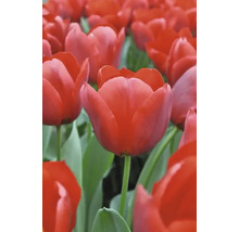 Fält med röda tulpanblommor