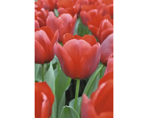 Fält med röda tulpanblommor