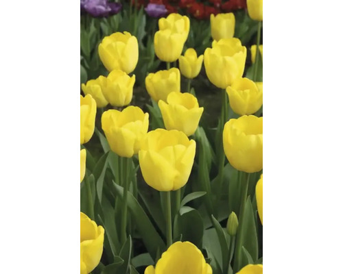 Närbild av gula tulpaner i en rabatt.