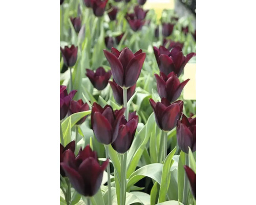 Fält med mörka tulpaner