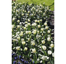 Blomsterbädd med vita tulpaner och prästkragar