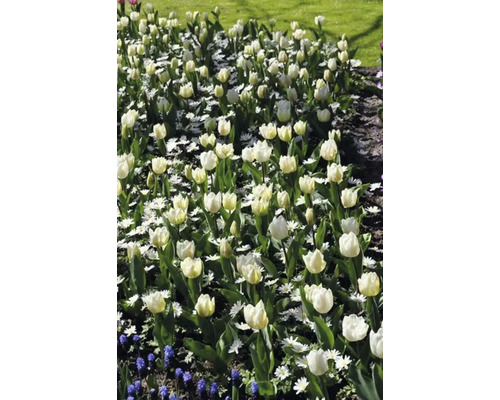 Blomsterbädd med vita tulpaner och prästkragar