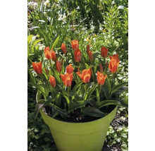 Tulpaner i en blomkruka i trädgården