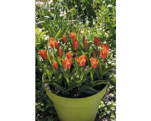 Tulpaner i en blomkruka i trädgården