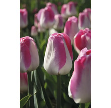 Närbild av tulpanblommor i trädgården