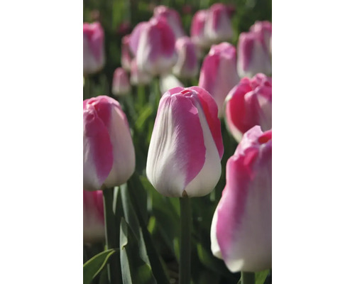 Närbild av tulpanblommor i trädgården