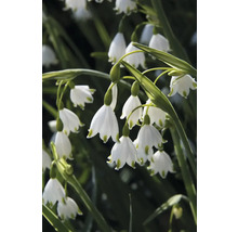 Närbild av snöklockor med vita blommor och gröna stjälkar