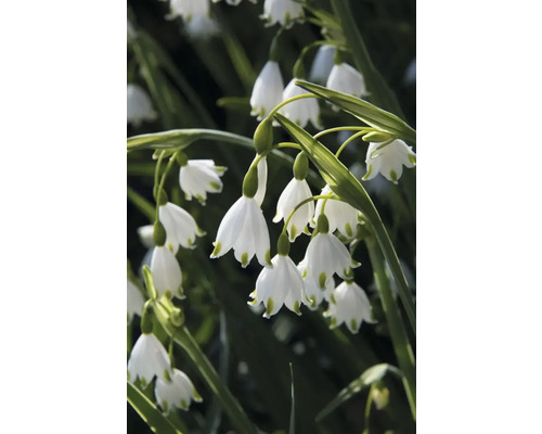Närbild av snöklockor med vita blommor och gröna stjälkar