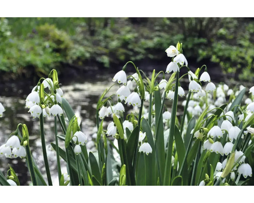 Sommarlyckoklöver i trädgårdsrabatt