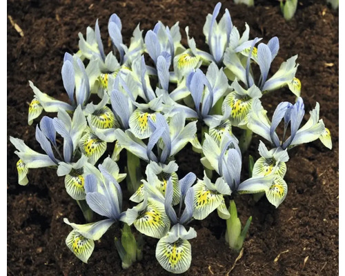 Grupp av dvärg-iris på marken