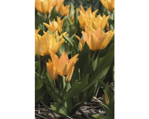 Gula tulpaner med gröna blad i trädgården