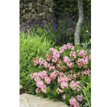 Närbild av en blommande dvärgalpros i trädgården