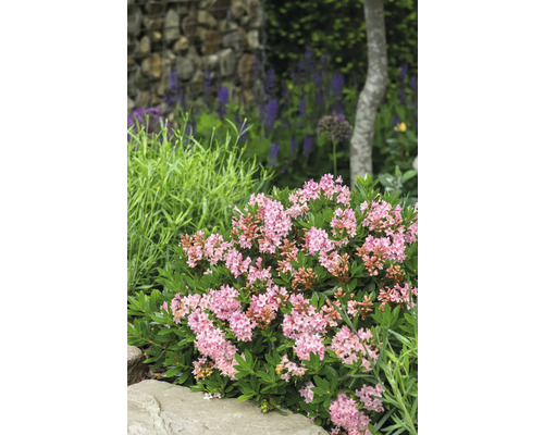Närbild av en blommande dvärgalpros i trädgården