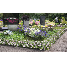 En kyrkogård med gravstenar och plantering med marktäckare och blommande perenner