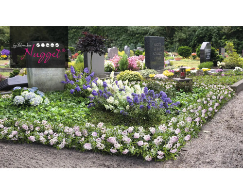 En kyrkogård med gravstenar och plantering med marktäckare och blommande perenner