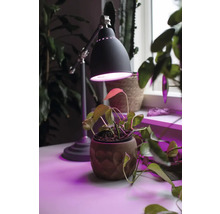 Skrivbordslampa med krukväxt under violett ljus