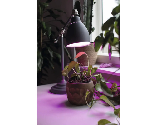 Skrivbordslampa med krukväxt under violett ljus