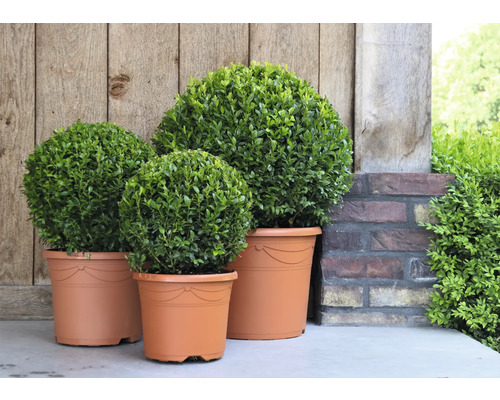 Tre buxbom i krukor framför en trävägg och en tegelvägg