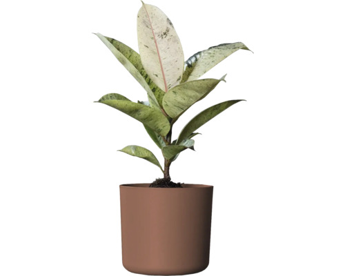 Gummiväxt krukväxt i en kruka