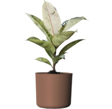 Gummiplanta krukväxt i kruka